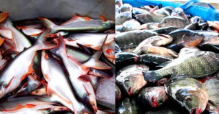 তেলাপিয়া-পাঙ্গাশ মাছের দামও চড়া তেলাপিয়া-পাঙ্গাশ মাছের দামও চড়া