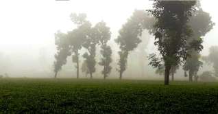 ঘন কুয়াশায় শীতের আগমনী বার্তা তেঁতুলিয়ায় ঘন কুয়াশায় শীতের আগমনী বার্তা তেঁতুলিয়ায়
