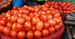 ৮০ টাকা কেজির টমেটো এখন ৩৫০ টাকা কেজি 