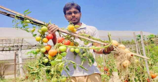 বগুড়ায় একই গাছে আলু ও টমেটোর সফল চাষ