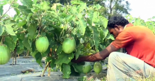 বেগুনের সম্ভাবনাময় জাত বারি-৪