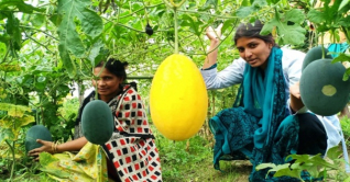 ময়মনসিংহে হলুদ-সবুজ তরমুজ চাষে সাফল্য