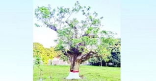 একই গাছে মিলবে ২০০ জাতের আম