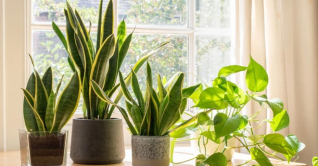 গরমে ঘর ঠান্ডা রাখবে যেসব গাছ