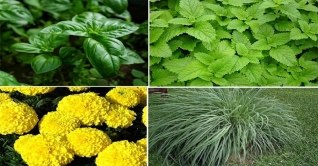 বাড়ি থেকে পোকামাকড় তাড়াবে যেসব গাছ বাড়ি থেকে পোকামাকড় তাড়াবে যেসব গাছ