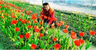 যশোরের গদখালীর বাগানজুড়ে হিমশীতল দেশের টিউলিপ যশোরের গদখালীর বাগানজুড়ে হিমশীতল দেশের টিউলিপ