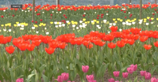 পঞ্চগড়ে এবারও সৌন্দর্য ছড়াবে টিউলিপ