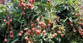লিচুতে রঙিন কিশোরগঞ্জের মঙ্গলবাড়িয়া, চাহিদা দেশজুড়ে