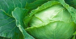 যশোরের বাঁধাকপি রপ্তানি হচ্ছে সিঙ্গাপুর ও মালয়েশিয়ায়