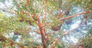 এক গাছে ৬০টি মৌচাক এক গাছে ৬০টি মৌচাক