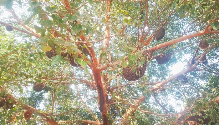 ফাইল ছবি