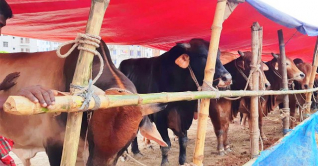 হাটে বড় গরুর দর্শক বেশি, ক্রেতা কম