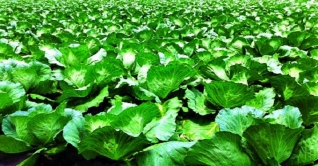 মেহেরপুর: শীতের সবজি যাচ্ছে দেশের বিভিন্ন হাট-বাজারে