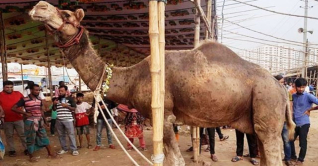 গাবতলীর হাটের মূল আকর্ষণ পাকিস্তানি উট, দাম কত