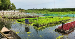 ভাসমান কৃষির আধুনিক প্রযুক্তিতে খাদ্য নিরাপত্তার অপার সম্ভাবনা 