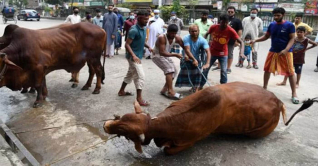 সারাদেশে ১ কোটি ৪১ হাজার পশু কোরবানি