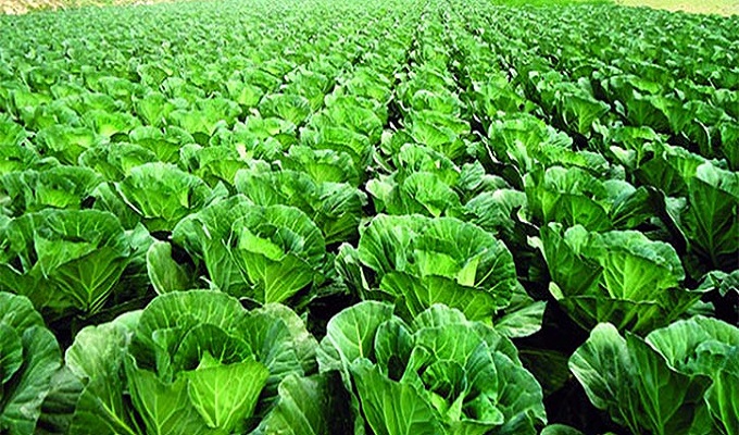 ফাইল ছবি।