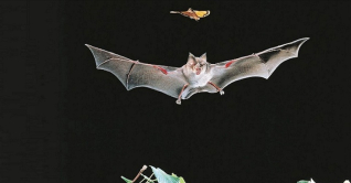 করোনার মতো আরেক ভাইরাসের সন্ধান চীনে, ছড়িয়ে পড়ার শঙ্কা