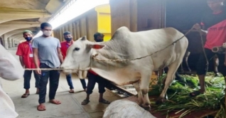 ট্রেনে চড়ে গরু এলো ঢাকায়