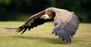 আজ আন্তর্জাতিক শকুন সচেতনতা দিবস আজ আন্তর্জাতিক শকুন সচেতনতা দিবস