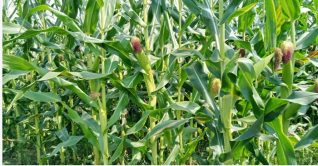 ভুট্টায় স্বপ্ন দেখছে জয়পুরহাটের কৃষকরা ভুট্টায় স্বপ্ন দেখছে জয়পুরহাটের কৃষকরা