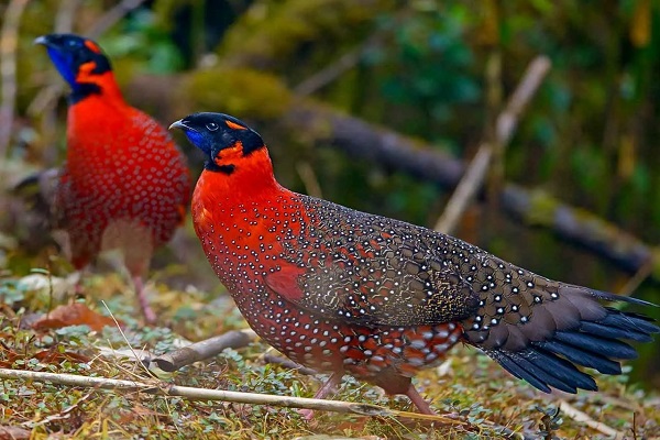 ফাইল ছবি