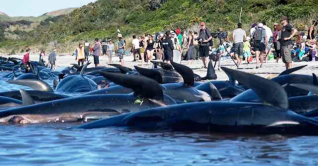 অস্ট্রেলিয়ায় সৈকতে আটকে পড়া ২০০ তিমির মৃত্যু