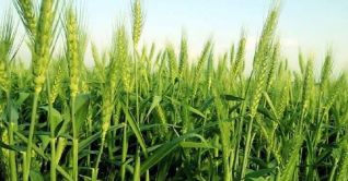 পঞ্চগড়ে গমের বাম্পার ফলন