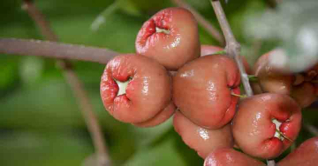 জামরুল খাওয়ার উপকারিতা জামরুল খাওয়ার উপকারিতা