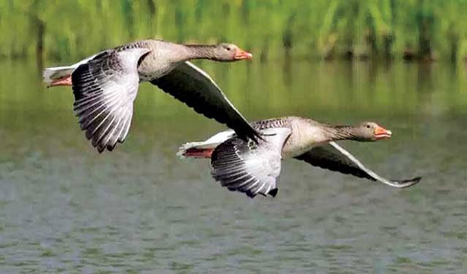 অতিথি পাখির কলকাকলিতে মুখরিত অরুনিমা রিসোর্ট 