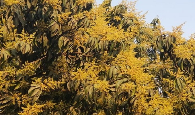 রাজধানীতে শোভা ছড়াচ্ছে আমের মুকুল। ছবি : উইমেননিউজ২৪.কম।