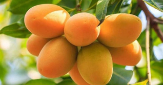 এ বছর ৩৪ দেশে ২ হাজার ৭০০ টন আম রপ্তানি