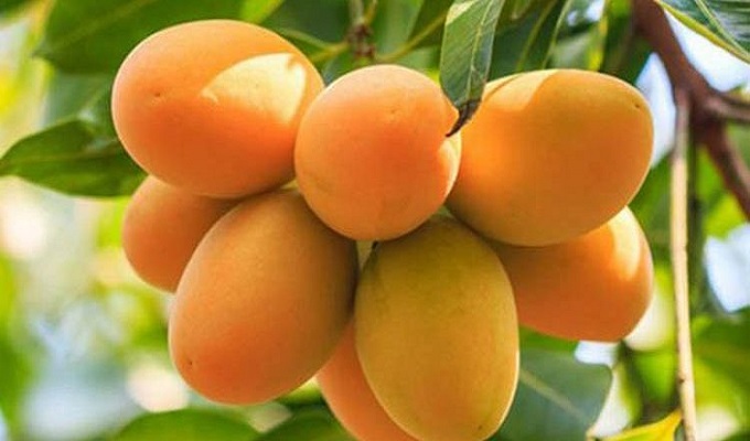 ফাইল ছবি।