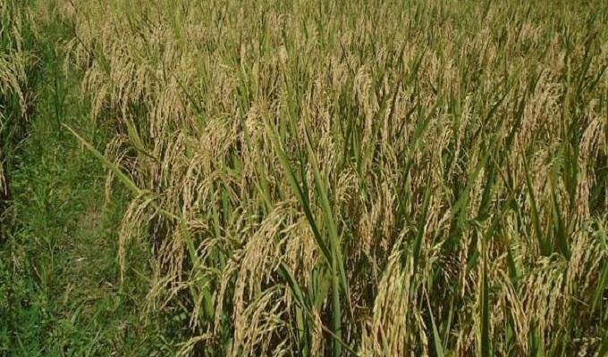 টুঙ্গিপাড়ায় আগাম আমনে কৃষকের মুখে হাসি