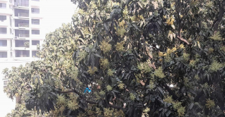 কুমিল্লায় মধুমাসের আগমনী বার্তা দিচ্ছে আমের মুকুল কুমিল্লায় মধুমাসের আগমনী বার্তা দিচ্ছে আমের মুকুল