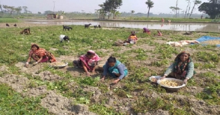 জয়পুরহাটে চলছে আলু তোলার ধুম
