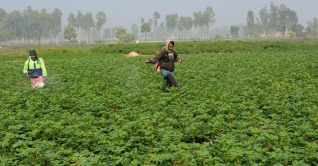 জয়পুরহাটে চলছে শেষ পর্যায়ের আলুর পরিচর্যা জয়পুরহাটে চলছে শেষ পর্যায়ের আলুর পরিচর্যা