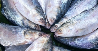 বিশ্বের উৎপাদিত ইলিশের প্রায় ৮০ ভাগ আহরিত হয় বাংলাদেশে বিশ্বের উৎপাদিত ইলিশের প্রায় ৮০ ভাগ আহরিত হয় বাংলাদেশে