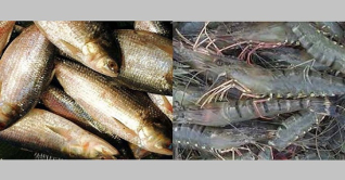 ইলিশ ও বাগদা চিংড়ি উৎপাদনে ব্যাপক সফলতা ইলিশ ও বাগদা চিংড়ি উৎপাদনে ব্যাপক সফলতা