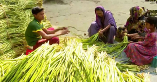 কুমিল্লার কচুর লতি বিদেশেও রফতানি হচ্ছে কুমিল্লার কচুর লতি বিদেশেও রফতানি হচ্ছে