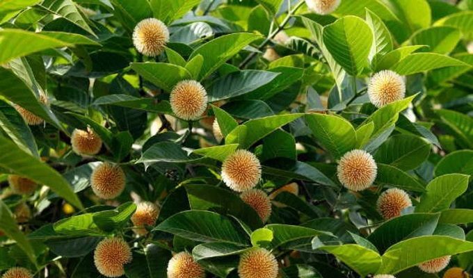 ফাইল ছবি।