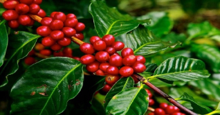 টাঙ্গাইলের মধুপুর গড়ের লাল মাটিতে কফি চাষ