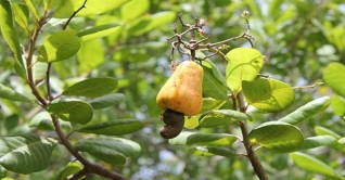 কুমিল্লার লালমাই পাহাড়ে কাজু বাদাম চাষ হচ্ছে কুমিল্লার লালমাই পাহাড়ে কাজু বাদাম চাষ হচ্ছে