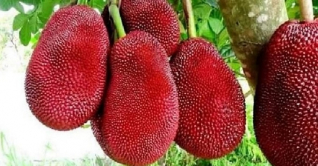 আঠাবিহীন রঙ্গিন লাল কাঁঠাল, চাষ করবেন যেভাবে