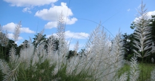 দূর্গা’র গল্প : নিবেদিতা রায় দূর্গা’র গল্প : নিবেদিতা রায়