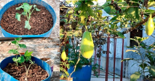 কুমিল্লা শহরে ছাদ-ব্যালকনিজুড়ে সবুজের হাসি