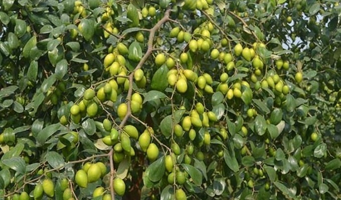 ফাইল ছবি।