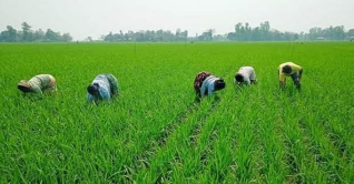 কুমিল্লায় সবুজে ঘেরা আমনের মাঠে ব্যস্ত কৃষক কুমিল্লায় সবুজে ঘেরা আমনের মাঠে ব্যস্ত কৃষক