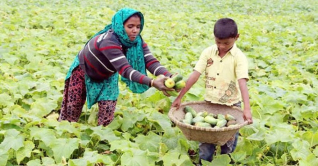 খিরা চাষে লাভবান কুমিল্লার চরের কৃষকরা খিরা চাষে লাভবান কুমিল্লার চরের কৃষকরা