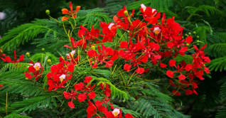 কুমিল্লার পথ-প্রান্তর রাঙিয়ে তুলেছে কৃষ্ণচূড়ার লাল  